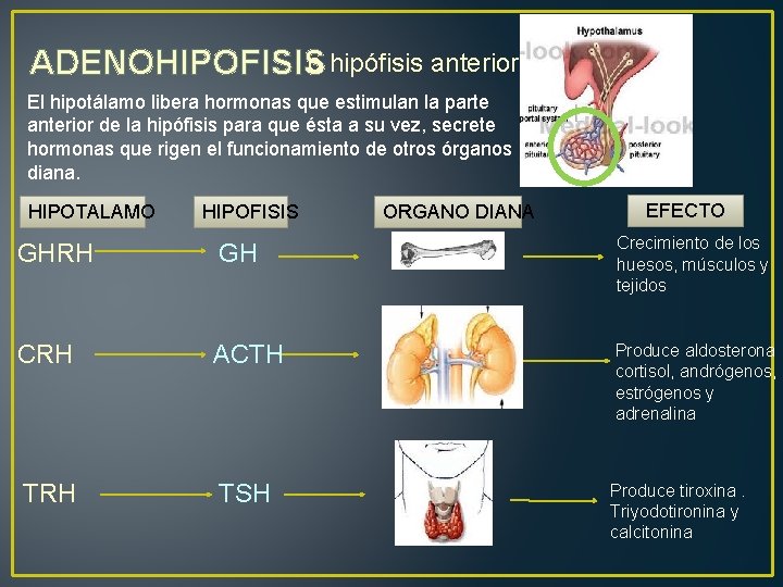 o hipófisis anterior ADENOHIPOFISIS El hipotálamo libera hormonas que estimulan la parte anterior de
