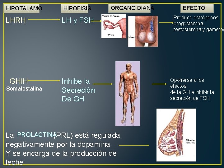 HIPOTALAMO HIPOFISIS LHRH LH y FSH GHIH Inhibe la Secreción De GH Somatostatina ORGANO