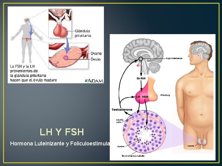 LH Y FSH Hormona Luteinizante y Foliculoestimulante 