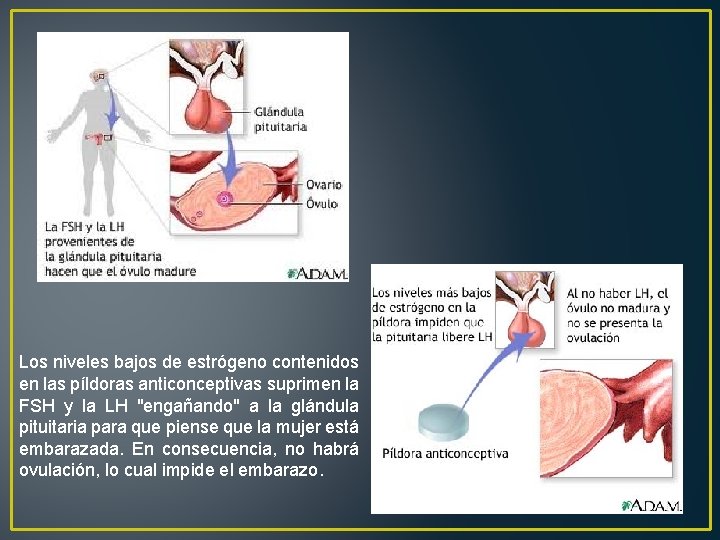 Los niveles bajos de estrógeno contenidos en las píldoras anticonceptivas suprimen la FSH y