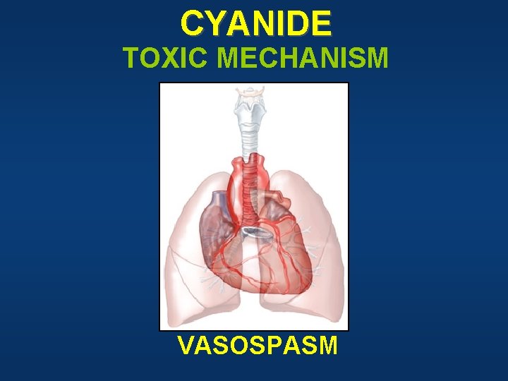 CYANIDE TOXIC MECHANISM VASOSPASM 