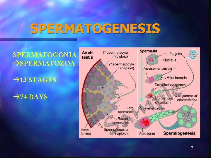 SPERMATOGENESIS SPERMATOGONIA SPERMATOZOA 13 STAGES 74 DAYS 7 