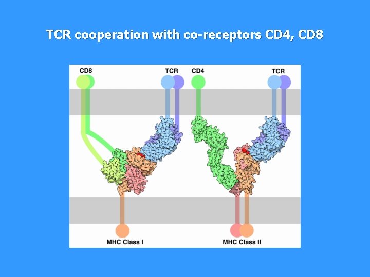 TCR cooperation with co-receptors CD 4, CD 8 