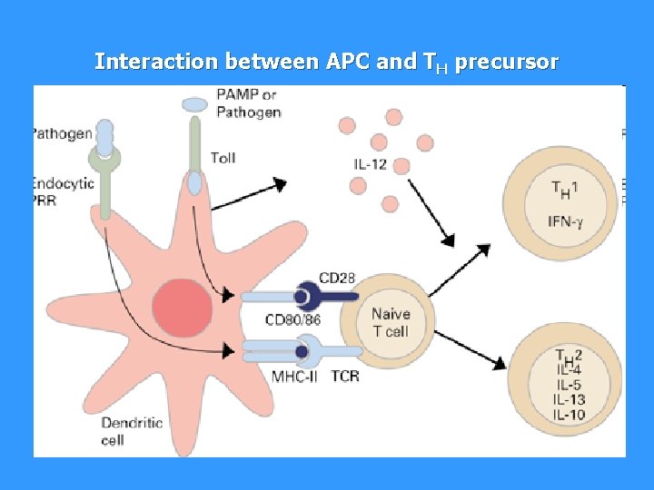 Interaction between APC and TH precursor 