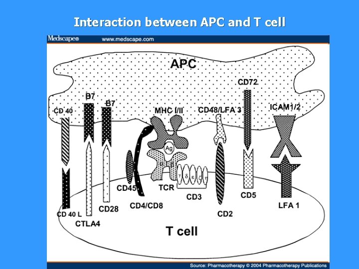 Interaction between APC and T cell 