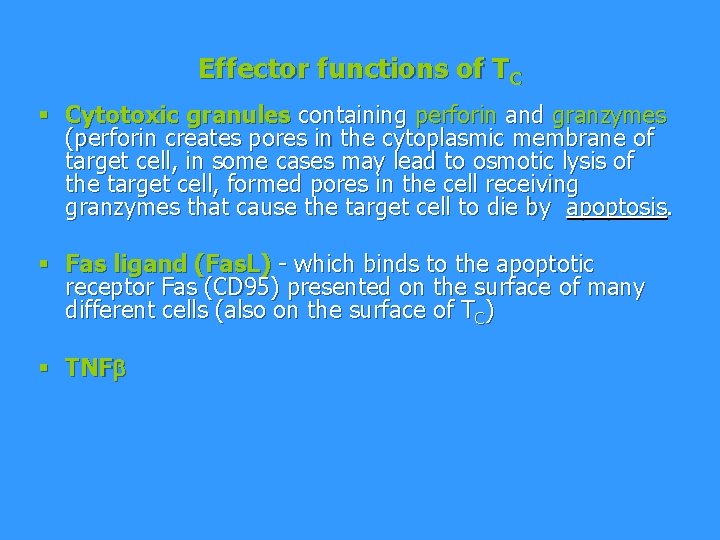 Effector functions of TC § Cytotoxic granules containing perforin and granzymes (perforin creates pores