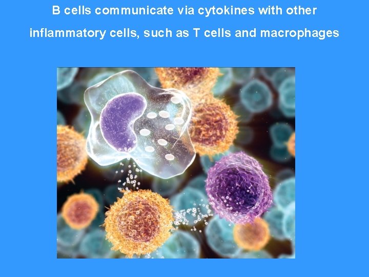 B cells communicate via cytokines with other inflammatory cells, such as T cells and