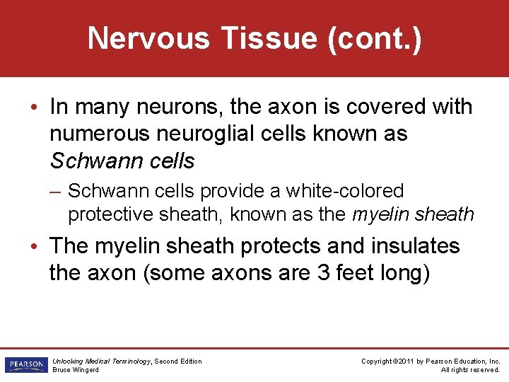 Nervous Tissue (cont. ) • In many neurons, the axon is covered with numerous