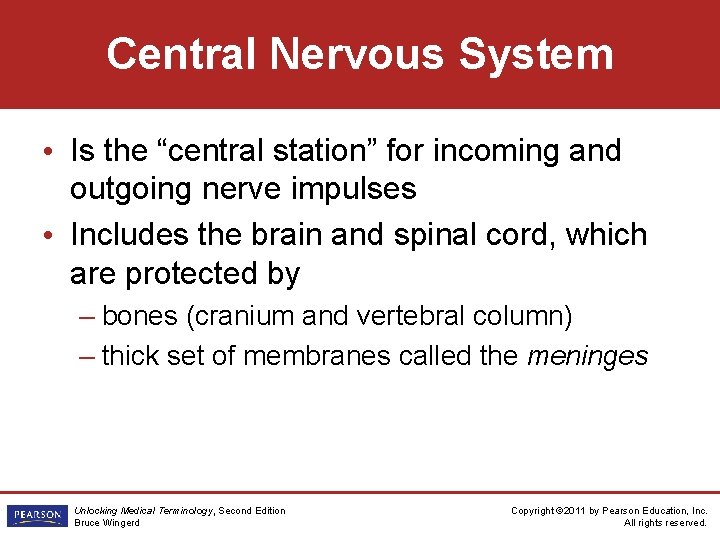 Central Nervous System • Is the “central station” for incoming and outgoing nerve impulses