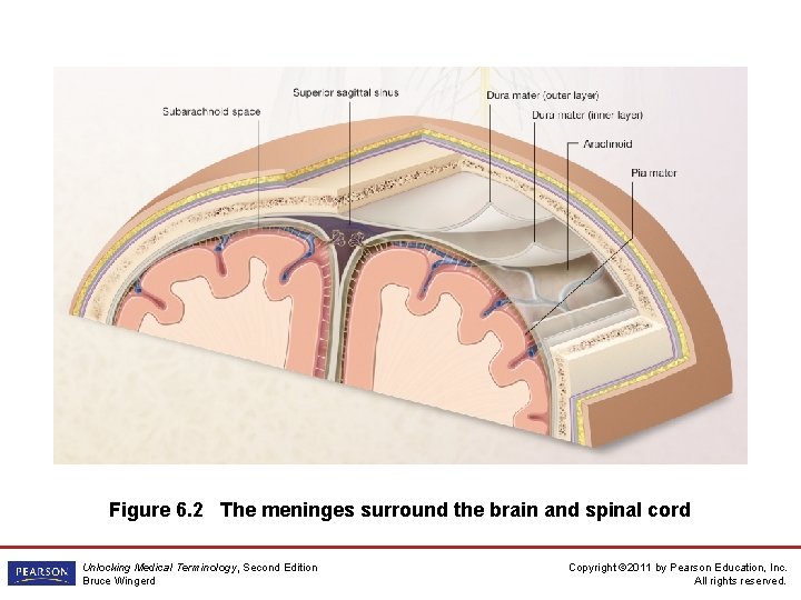 Figure 6. 2 The meninges surround the brain and spinal cord Unlocking Medical Terminology, Figure 6. 2 The meninges surround the brain and spinal cord Unlocking Medical Terminology,