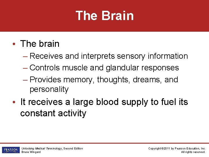 The Brain • The brain – Receives and interprets sensory information – Controls muscle