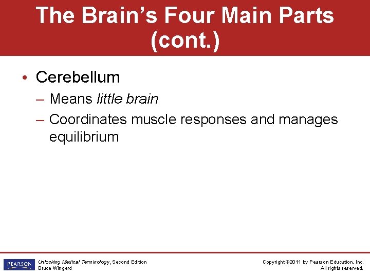 The Brain’s Four Main Parts (cont. ) • Cerebellum – Means little brain –