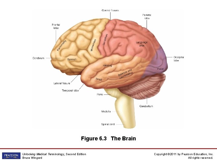 Figure 6. 3 The Brain Unlocking Medical Terminology, Second Edition Bruce Wingerd Copyright ©