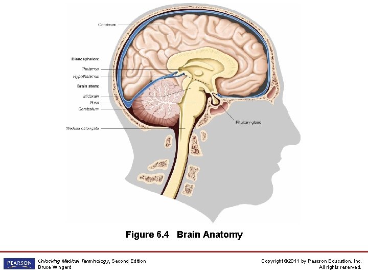 Figure 6. 4 Brain Anatomy Unlocking Medical Terminology, Second Edition Bruce Wingerd Copyright © Figure 6. 4 Brain Anatomy Unlocking Medical Terminology, Second Edition Bruce Wingerd Copyright ©