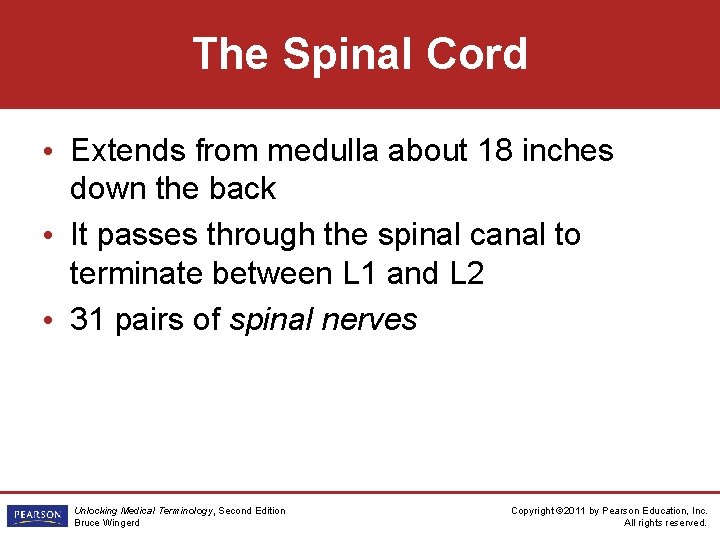 The Spinal Cord • Extends from medulla about 18 inches down the back •