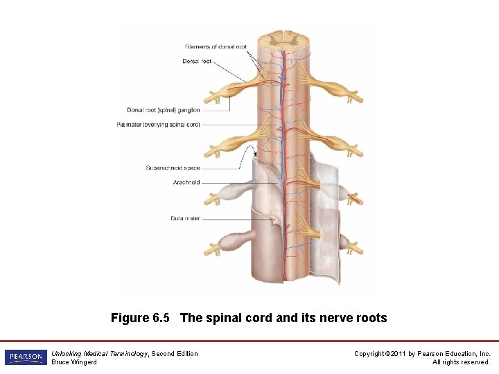 Figure 6. 5 The spinal cord and its nerve roots Unlocking Medical Terminology, Second