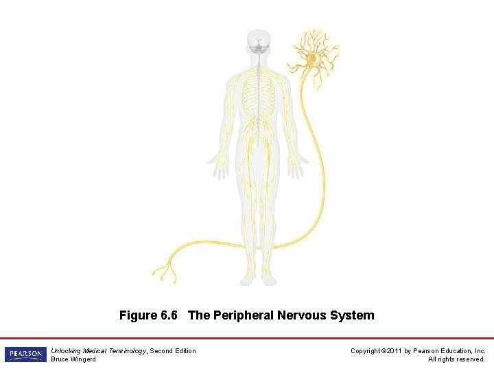 Figure 6. 6 The Peripheral Nervous System Unlocking Medical Terminology, Second Edition Bruce Wingerd