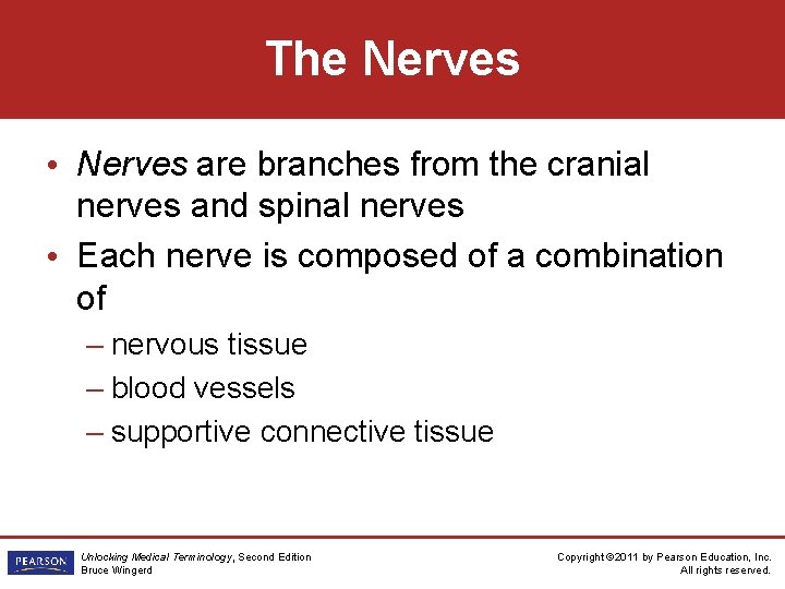 The Nerves • Nerves are branches from the cranial nerves and spinal nerves •