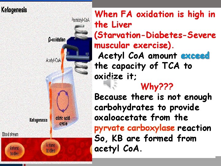 When FA oxidation is high in Click to edit Masterthe title. Liver style (Starvation-Diabetes-Severe