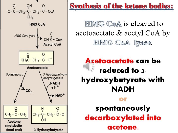 Synthesis of the ketone bodies: Click to edit Master title style HMG Co. A