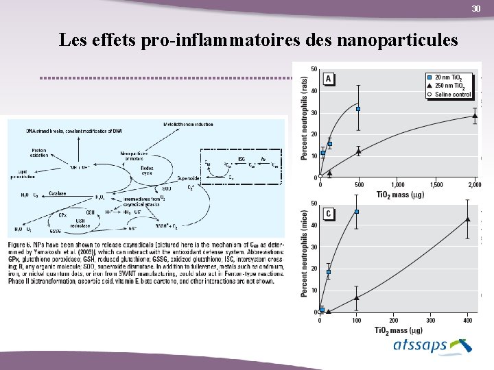 30 Les effets pro-inflammatoires des nanoparticules 