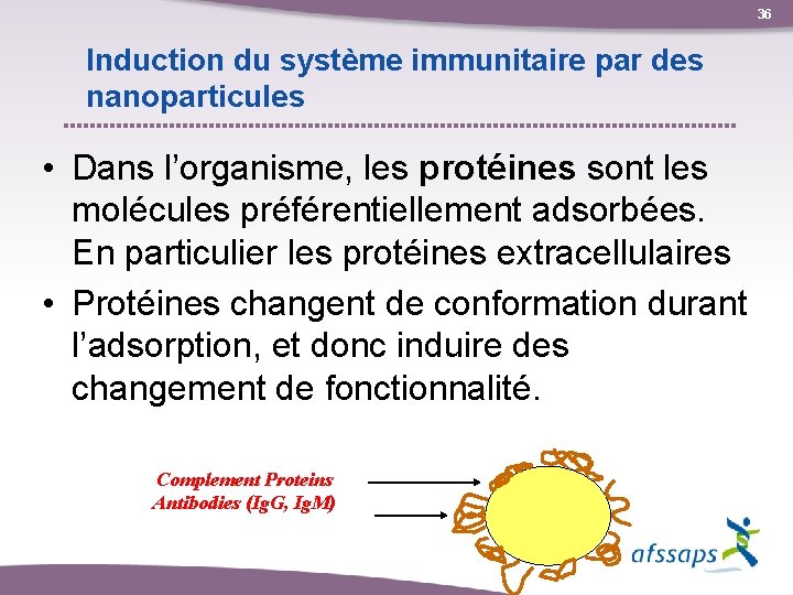 36 Induction du système immunitaire par des nanoparticules • Dans l’organisme, les protéines sont