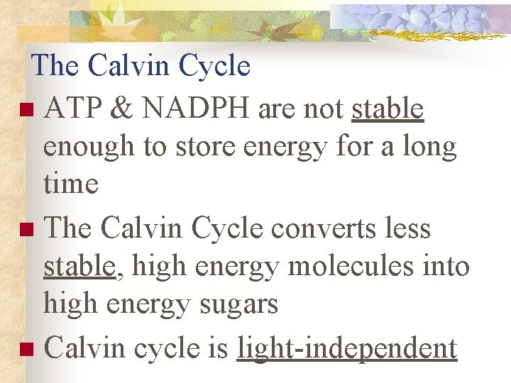 The Calvin Cycle n ATP & NADPH are not stable enough to store energy