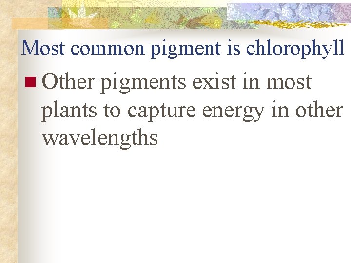 Most common pigment is chlorophyll n Other pigments exist in most plants to capture