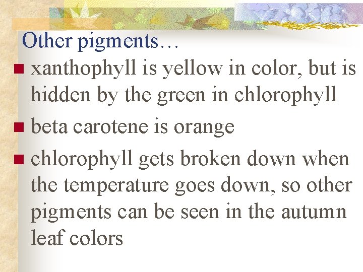 Other pigments… n xanthophyll is yellow in color, but is hidden by the green