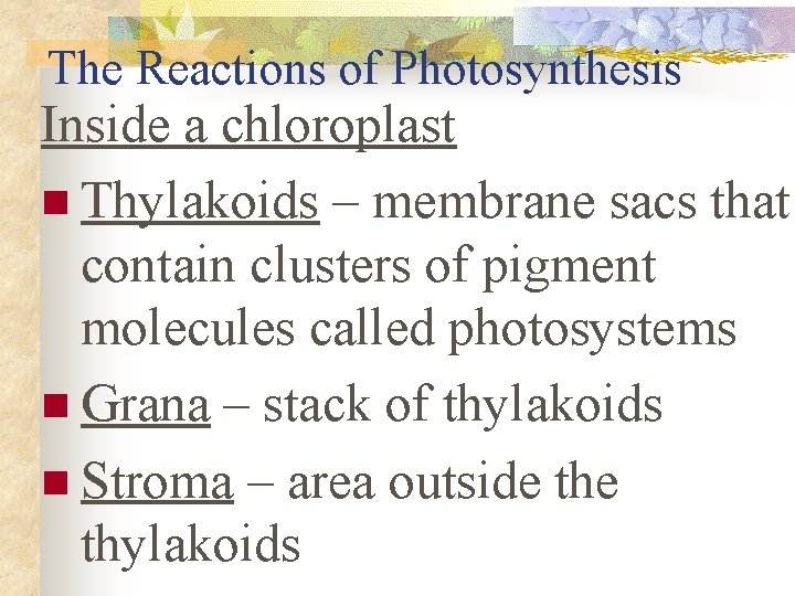 The Reactions of Photosynthesis Inside a chloroplast n Thylakoids – membrane sacs that contain