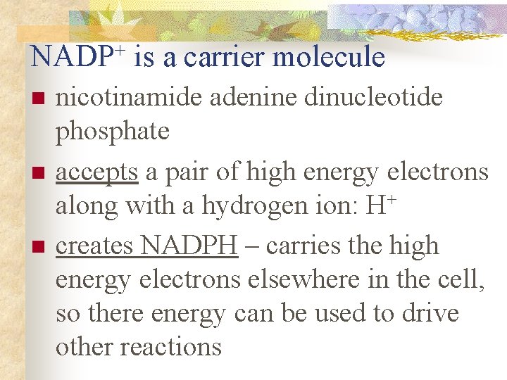 NADP+ is a carrier molecule n nicotinamide adenine dinucleotide phosphate accepts a pair of