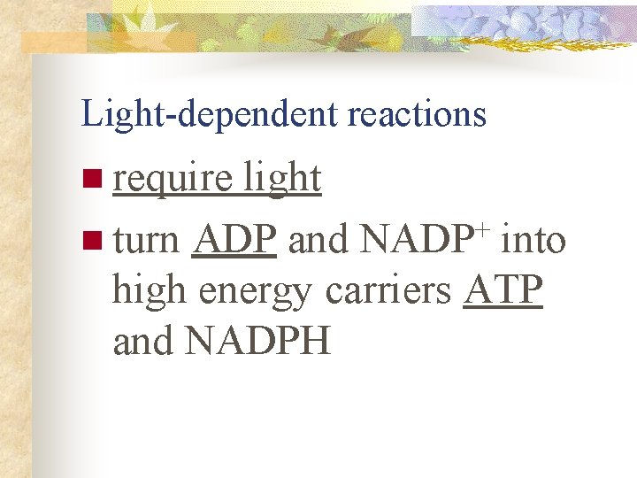 Light-dependent reactions n require light + n turn ADP and NADP into high energy