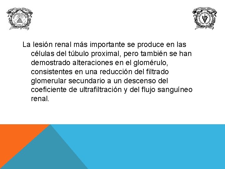 La lesión renal más importante se produce en las células del túbulo proximal, pero