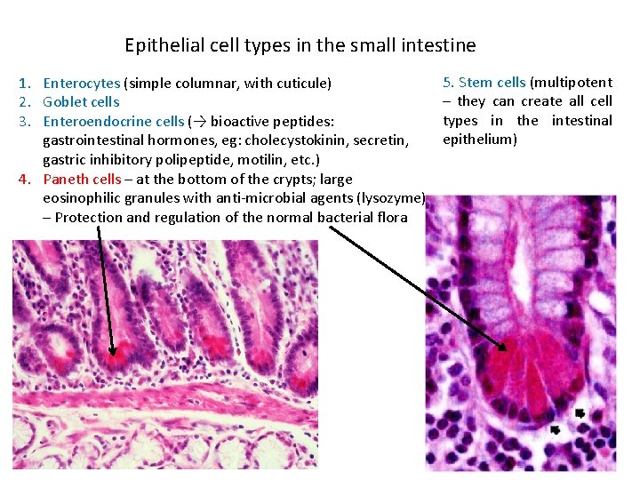 Epithelial cell types in the small intestine 1. Enterocytes (simple columnar, with cuticule) 2.