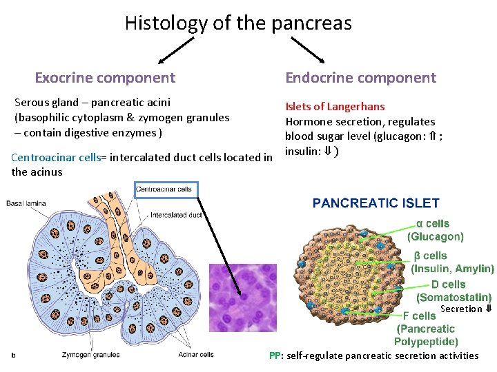 Histology of the pancreas Exocrine component Endocrine component Serous gland – pancreatic acini (basophilic