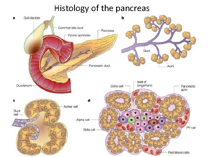 Histology of the pancreas 