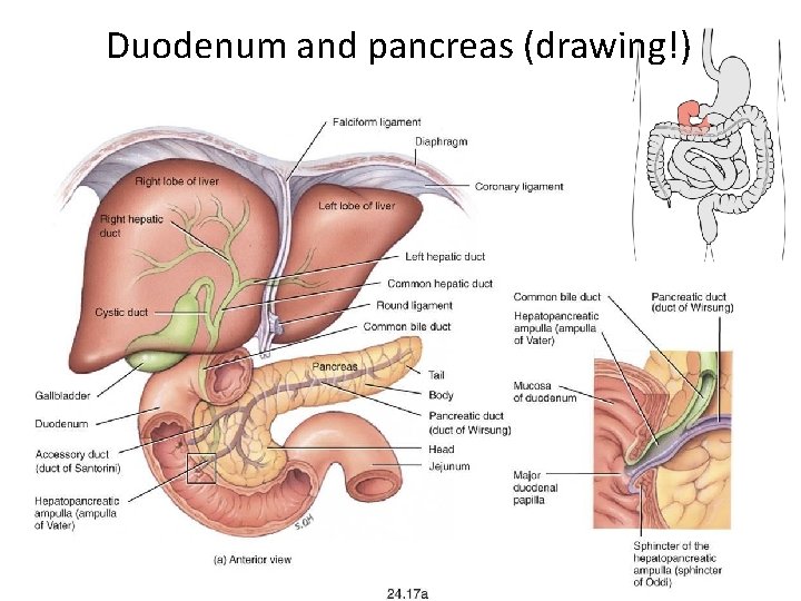 Duodenum and pancreas (drawing!) 