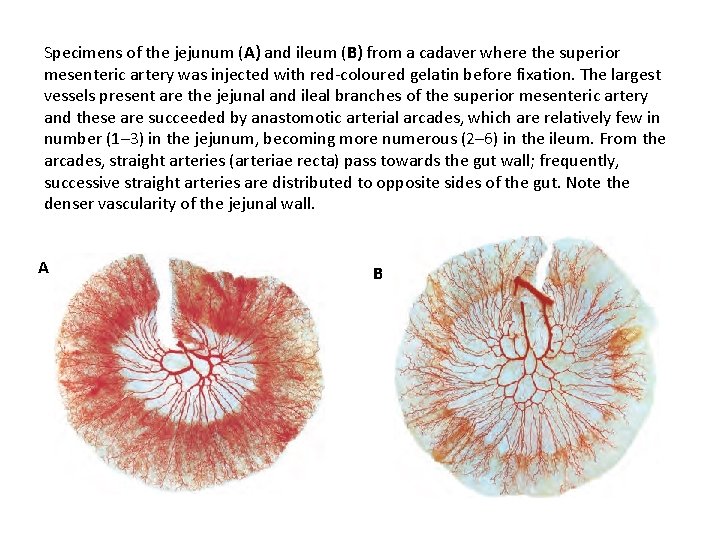 Specimens of the jejunum (A) and ileum (B) from a cadaver where the superior