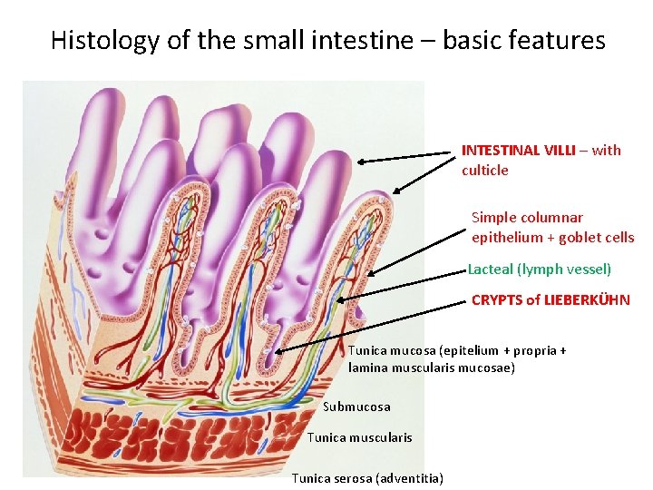 Histology of the small intestine – basic features INTESTINAL VILLI – with culticle Simple