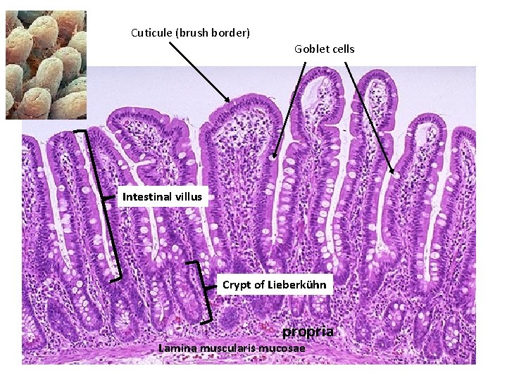 Cuticule (brush border) Goblet cells Intestinal villus Crypt of Lieberkühn propria Lamina muscularis mucosae