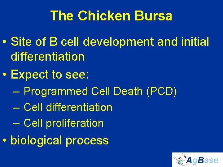 The Chicken Bursa • Site of B cell development and initial differentiation • Expect