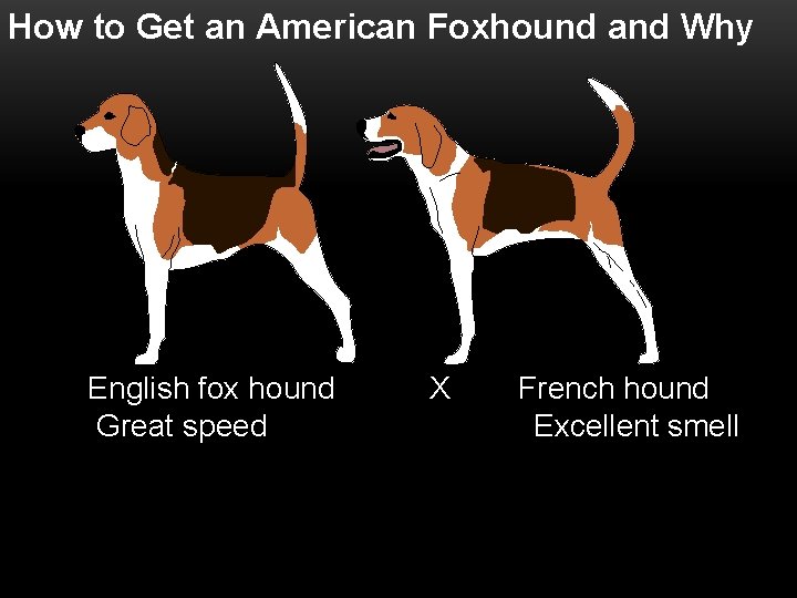 How to Get an American Foxhound and Why English fox hound Great speed X