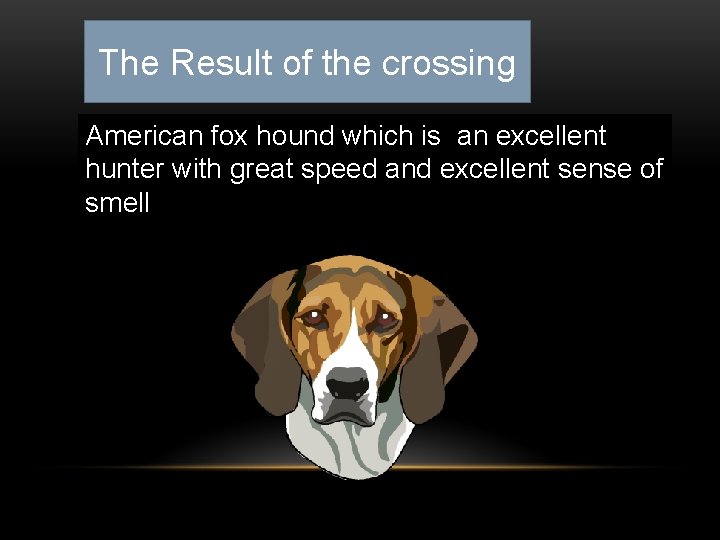 The Result of the crossing American fox hound which is an excellent hunter with
