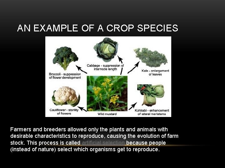 AN EXAMPLE OF A CROP SPECIES Farmers and breeders allowed only the plants and