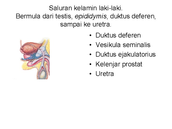 Saluran kelamin laki-laki. Bermula dari testis, epididymis, duktus deferen, sampai ke uretra. • •