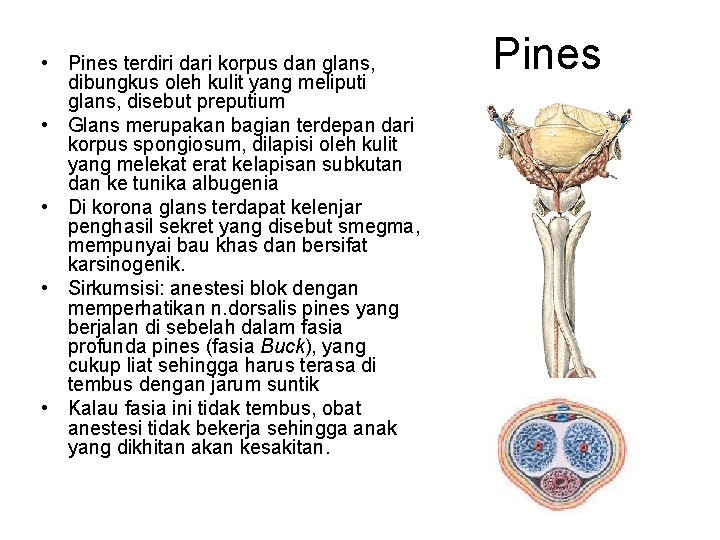  • Pines terdiri dari korpus dan glans, dibungkus oleh kulit yang meliputi glans,