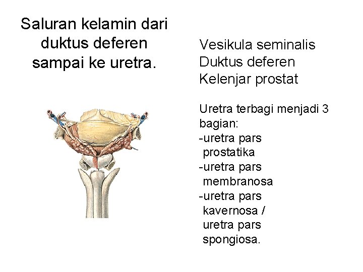 Saluran kelamin dari duktus deferen sampai ke uretra. Vesikula seminalis Duktus deferen Kelenjar prostat