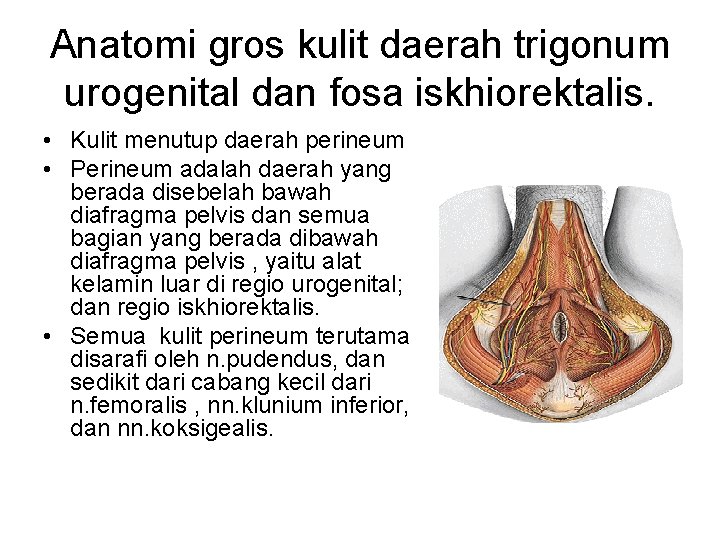 Anatomi gros kulit daerah trigonum urogenital dan fosa iskhiorektalis. • Kulit menutup daerah perineum