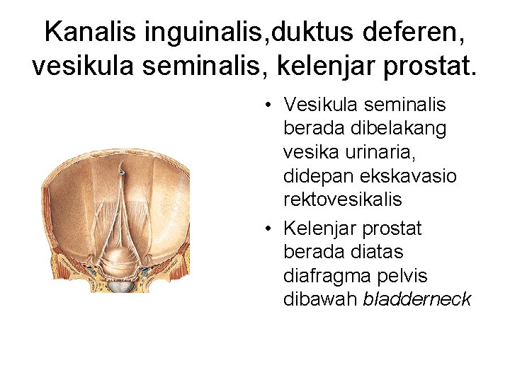 Kanalis inguinalis, duktus deferen, vesikula seminalis, kelenjar prostat. • Vesikula seminalis berada dibelakang vesika