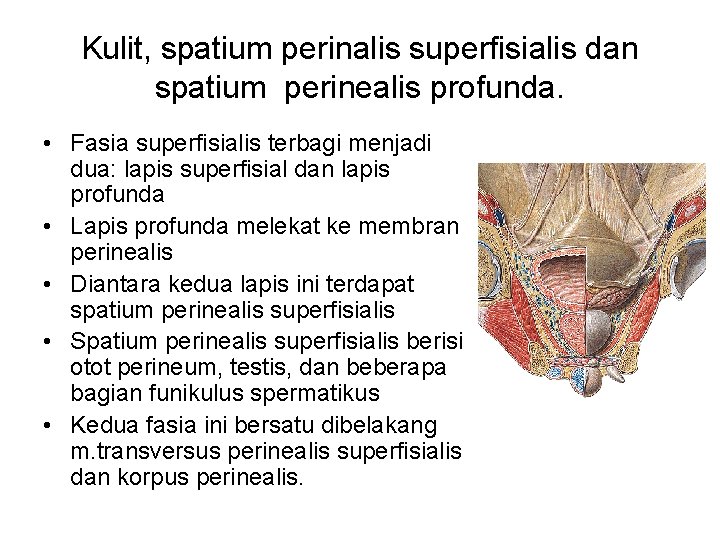 Kulit, spatium perinalis superfisialis dan spatium perinealis profunda. • Fasia superfisialis terbagi menjadi dua: